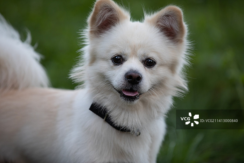 白色的宠物狗图片素材