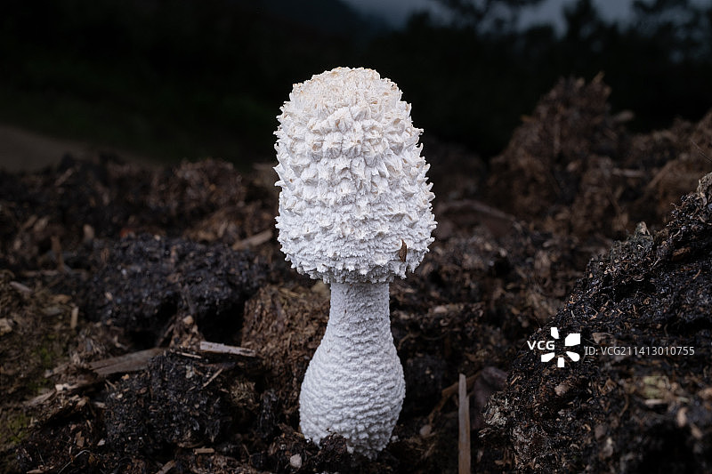 菌类特写皱褶微距细节图图片素材