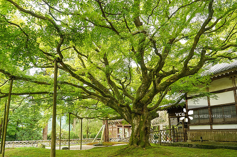 日本福冈雷山千如寺禅意之美（百年大枫树）图片素材