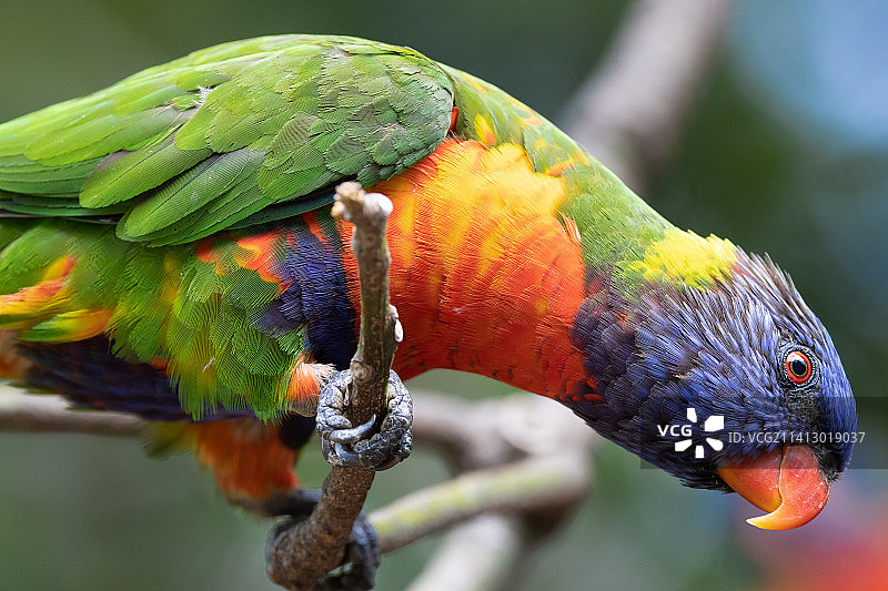 好奇的彩虹鹦鹉图片素材