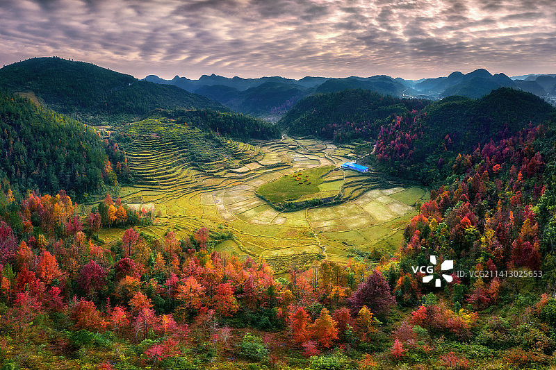 秋天的田野，枫叶正红图片素材