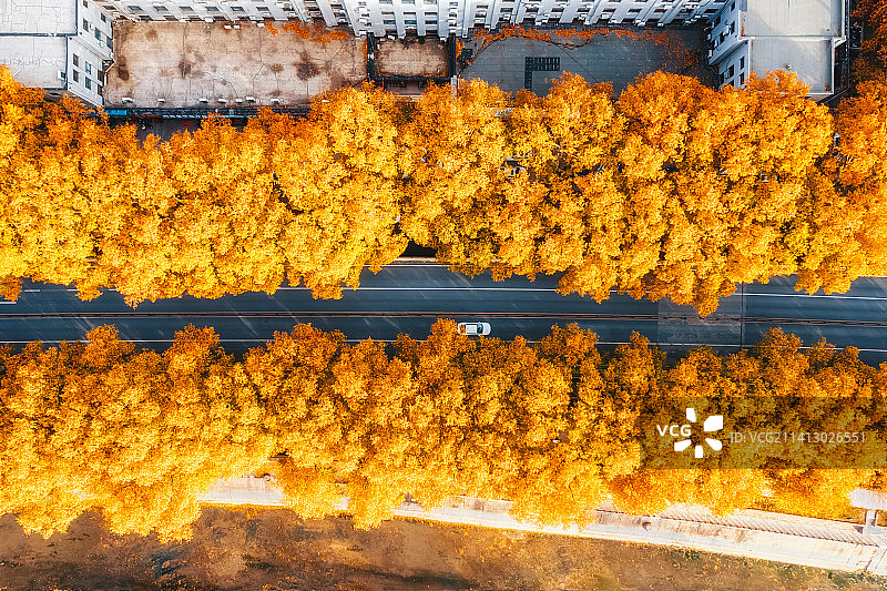 河南省郑州市金水路高架道路秋季户外风光航拍正上方视角图片素材