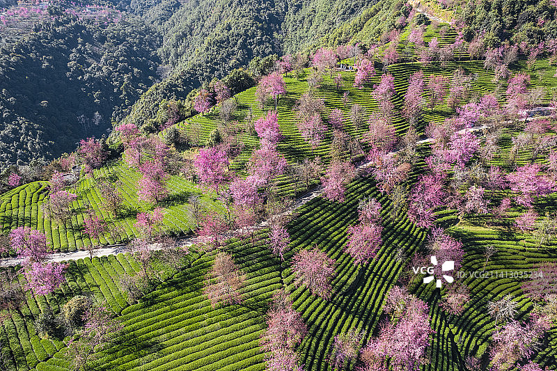 中国云南大理无量山樱花谷春天茶园航拍风景图片素材