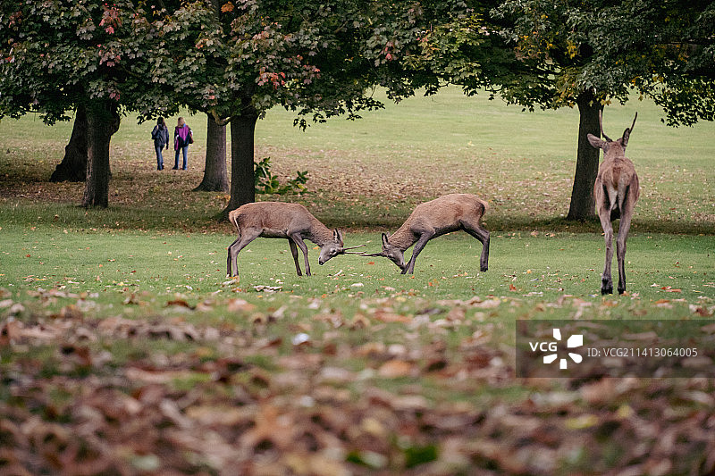 森林中的求偶期梅花鹿图片素材