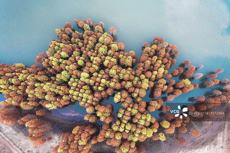 杉树林 南京止马岭图片素材