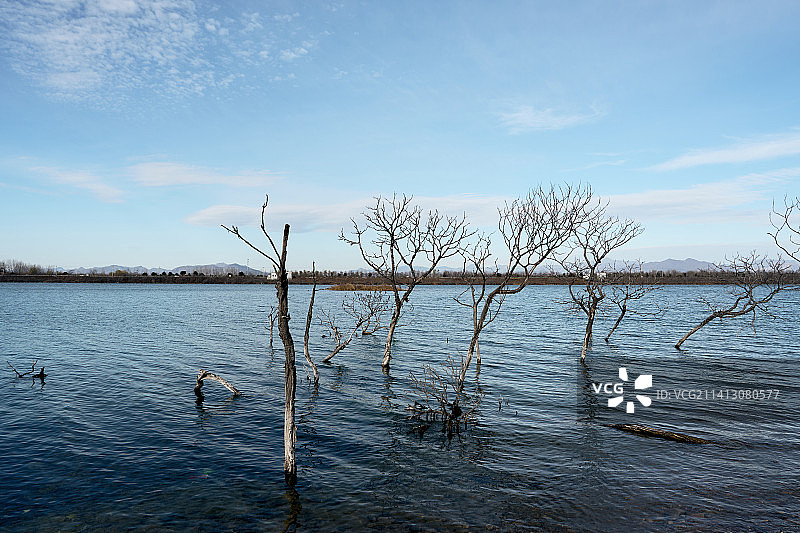 冬季北京潮白河面上的树图片素材