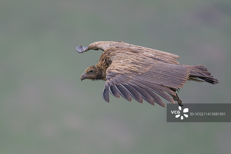 高山兀鹫220713-003图片素材