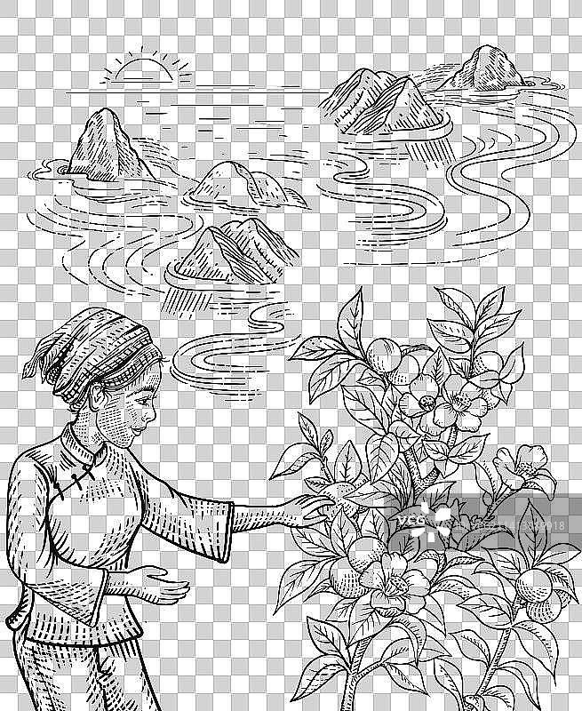 采摘线稿图片素材