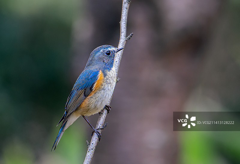 雄红胁蓝尾鸲图片素材