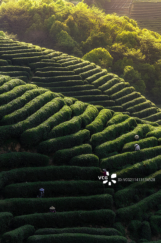 杭州龙井茶茶园梯田图片素材