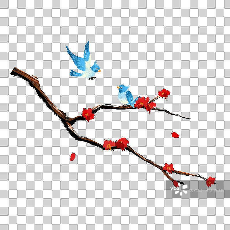 秋天小鸟在枫树上成双成对图片素材