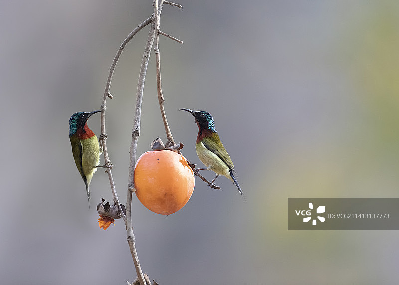 又见柿子红图片素材