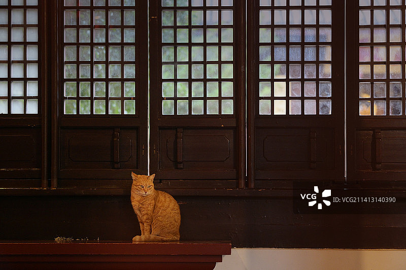 佛堂光影前智慧朝拜的小橘猫图片素材