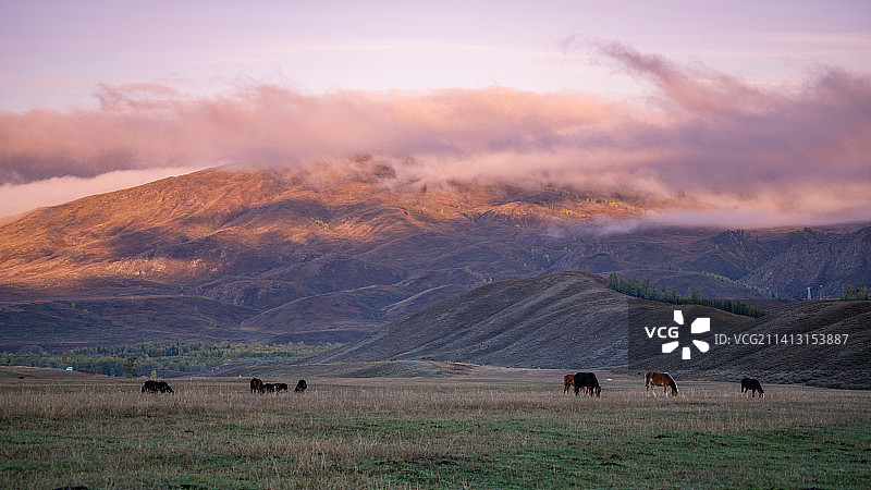 日出时分草原上的马图片素材
