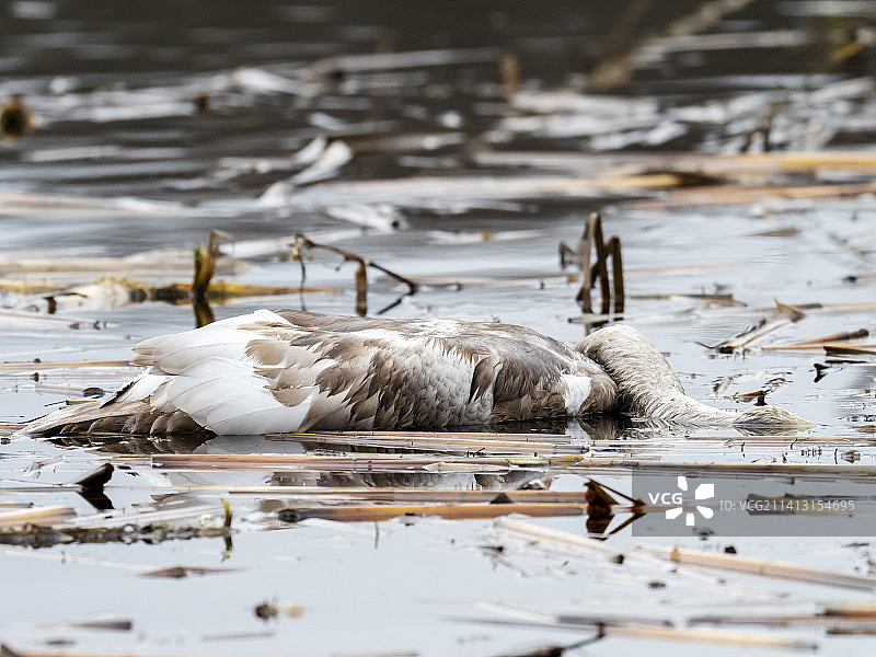 因禽流感死亡的幼年疣鼻天鹅图片素材