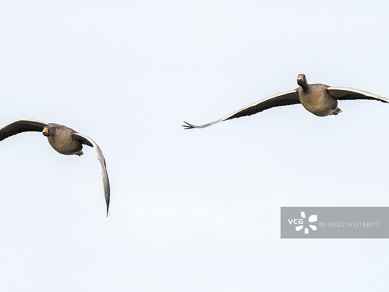 英国兰开夏郡西尔弗代尔，莱顿苔藓上的灰雁图片素材