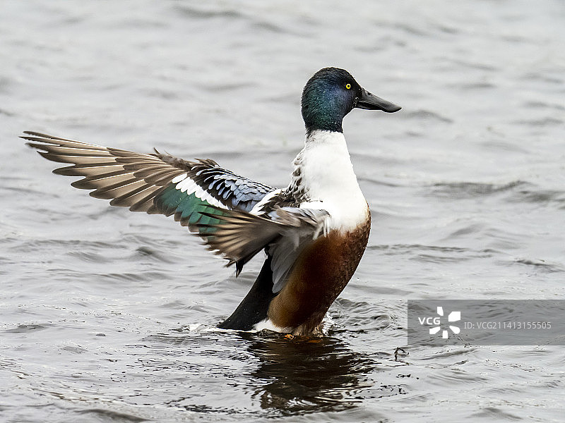 拍打翅膀的琵嘴鸭（英国兰开夏郡）图片素材