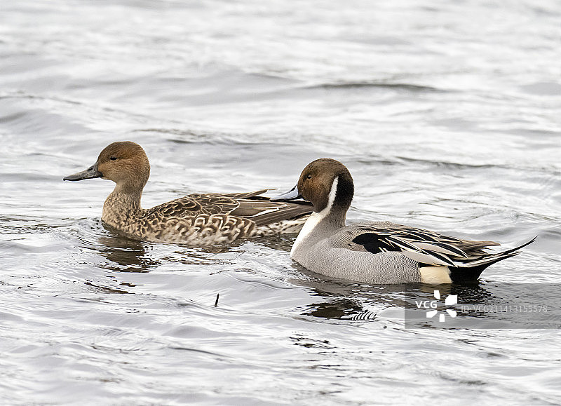 英国兰开夏郡莱顿苔原的针尾鸭图片素材