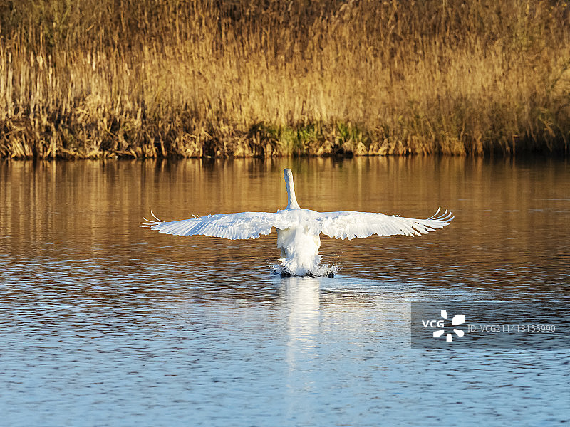 在英国兰开夏郡莱顿沼泽降落的疣鼻天鹅图片素材