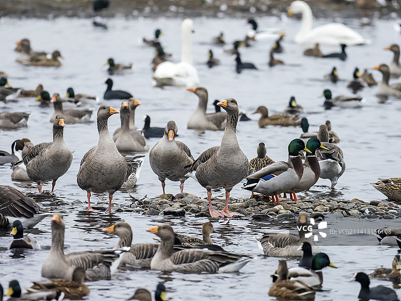 英国兰开夏郡奥姆斯柯克附近马丁梅尔湿地保护区的鸭子、鹅和大小天鹅图片素材
