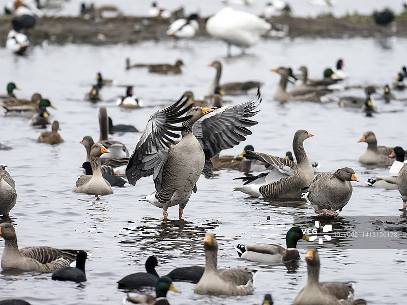 英国兰开夏郡奥姆斯柯克附近马丁梅尔湿地保护区的鸭子、鹅和大小天鹅图片素材