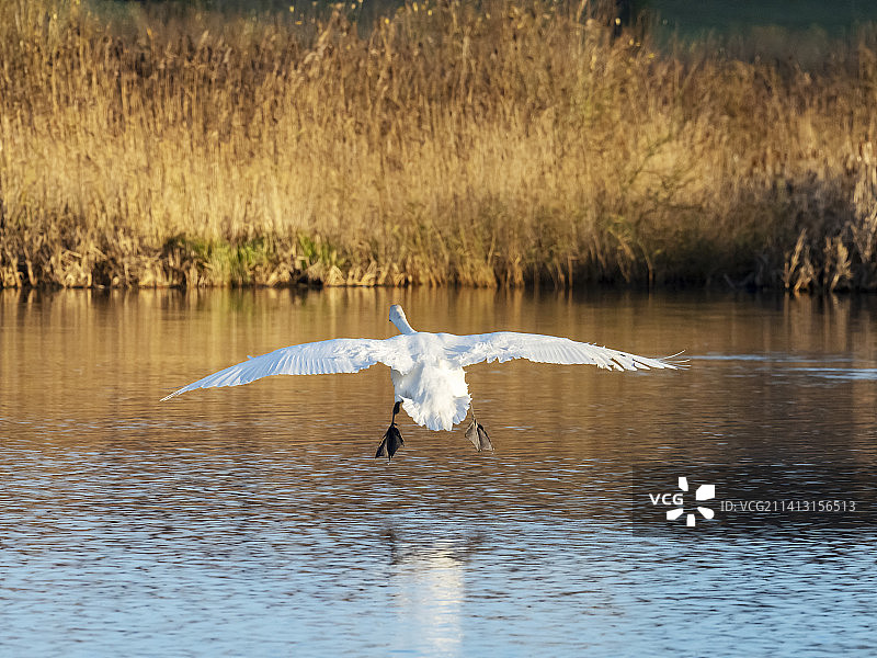 在英国兰开夏郡莱顿沼泽降落的疣鼻天鹅图片素材