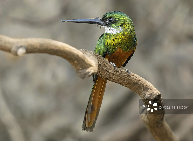 棕尾鵟翠鸟图片素材