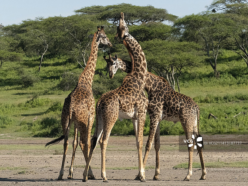 马赛长颈鹿图片素材