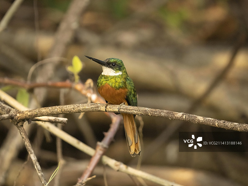 棕尾鵟翠鸟图片素材