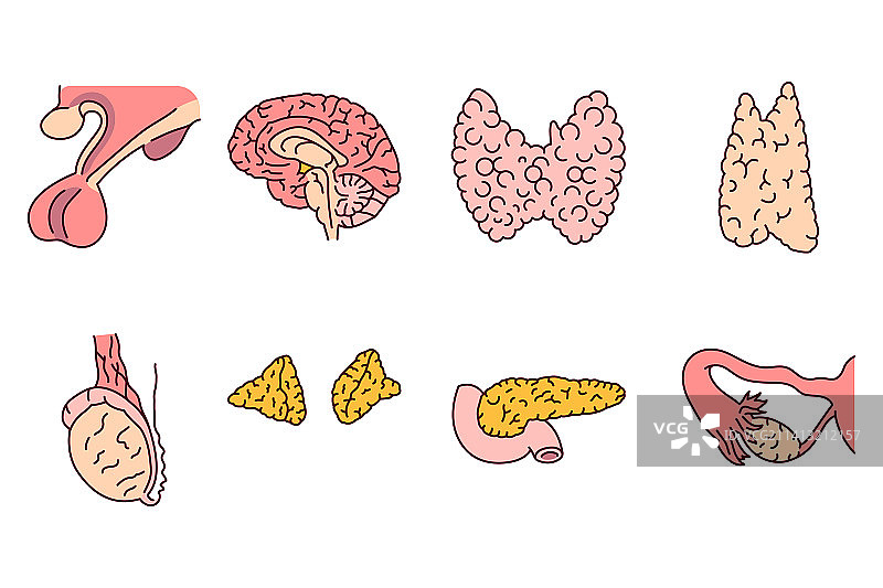内分泌系统腺体彩色线条图标图片素材