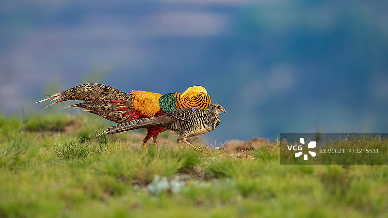 红腹锦鸡图片素材