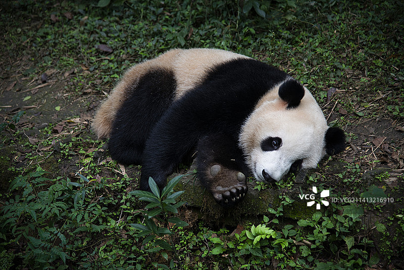 可爱大熊猫图片素材