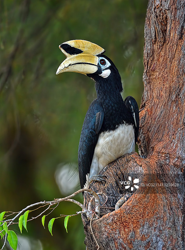 犀鸟 Hornbill图片素材