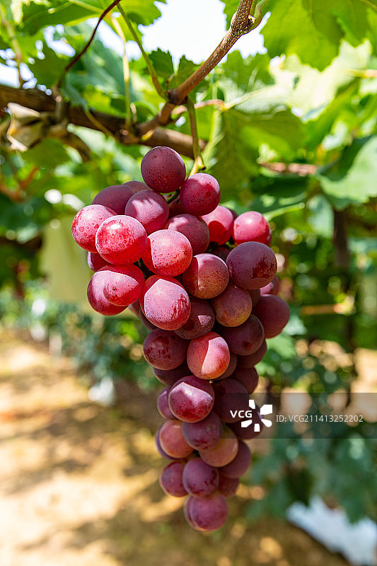 成熟的红提图片素材