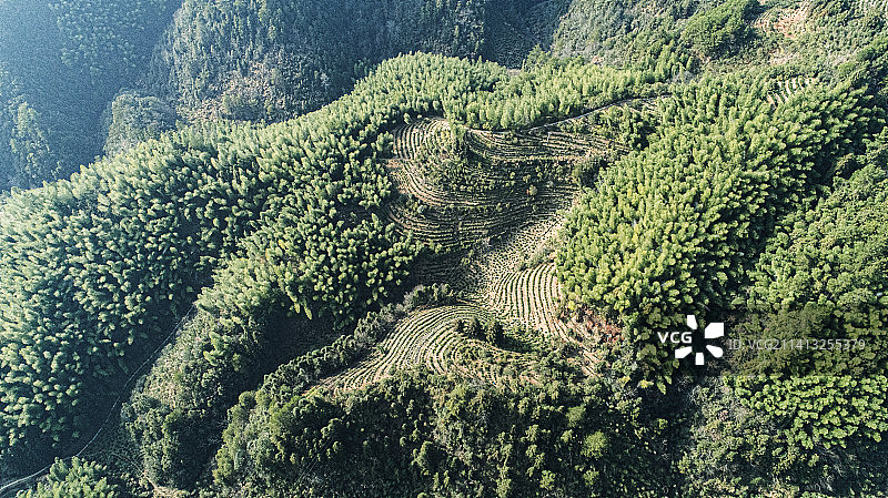 山区,茶园,竹园图片素材