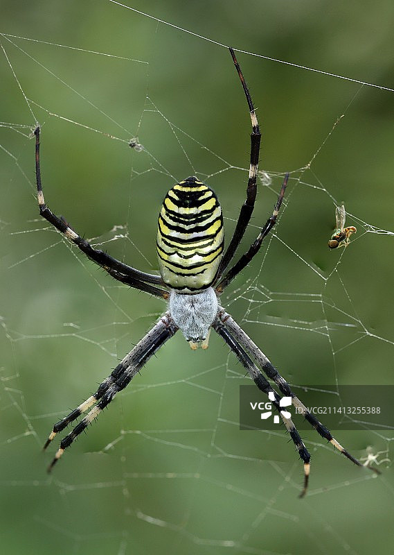 横纹金蛛图片素材