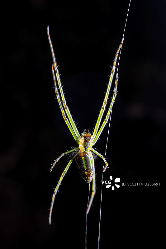 重庆四面山自然保护区昆虫-蜘蛛图片素材