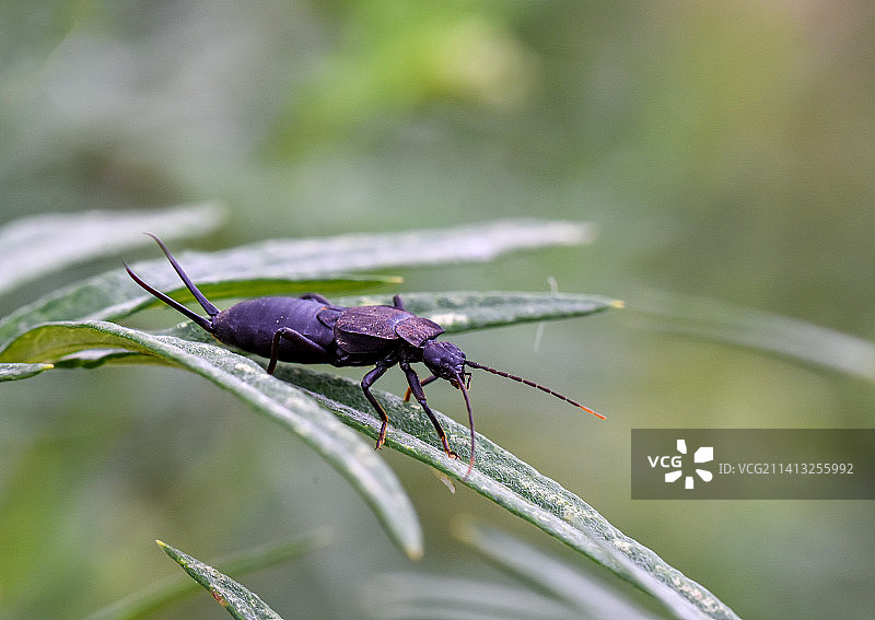 河南西部伏牛山中栖息繁衍的昆虫（微距摄影）图片素材