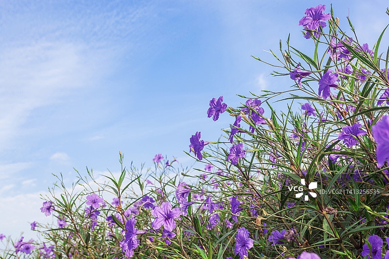 城市花卉景观图片素材