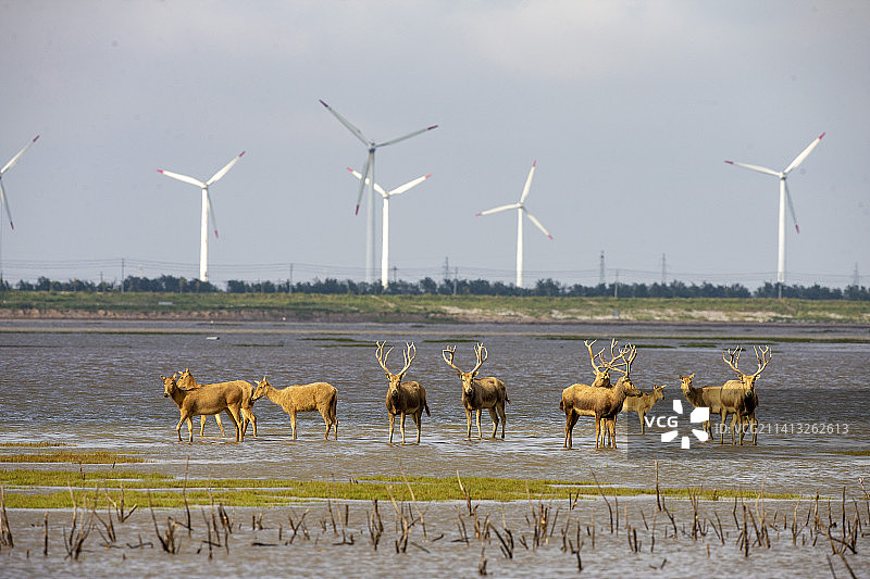 江苏盐城大丰麋鹿国家级自然保护区图片素材