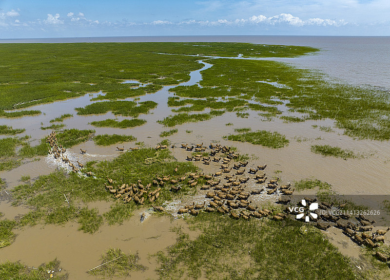 江苏盐城大丰麋鹿国家级自然保护区图片素材