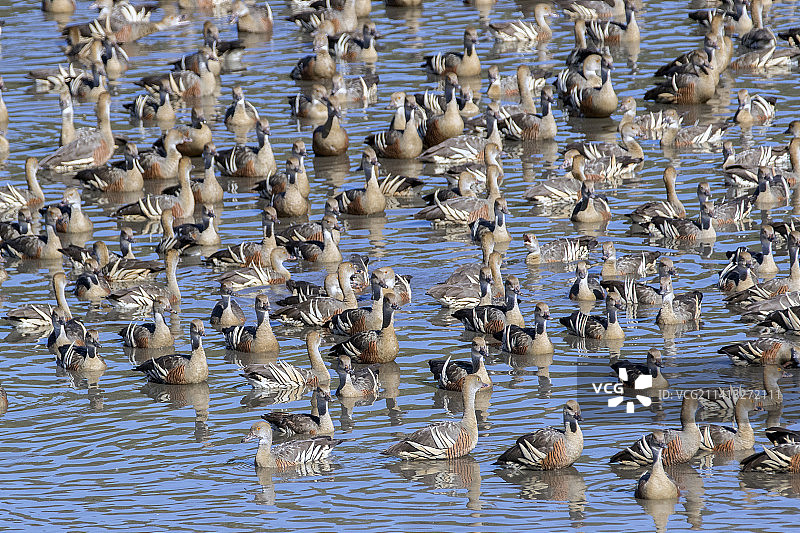 一群长嘴树鸭游泳图片素材