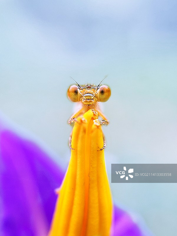 登顶成功图片素材