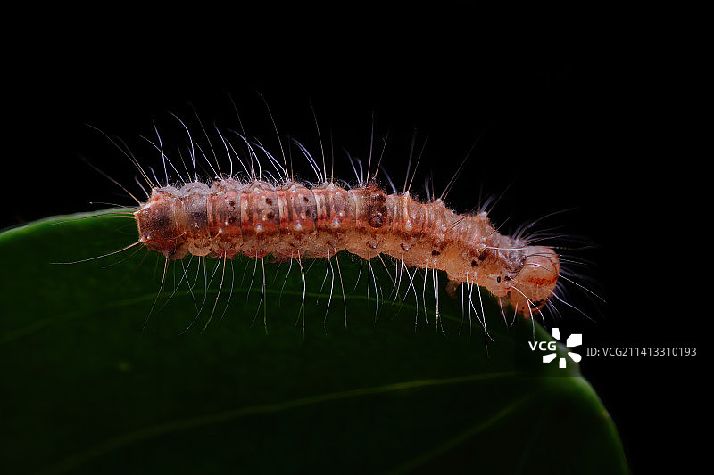 毛虫的特写镜头图片素材