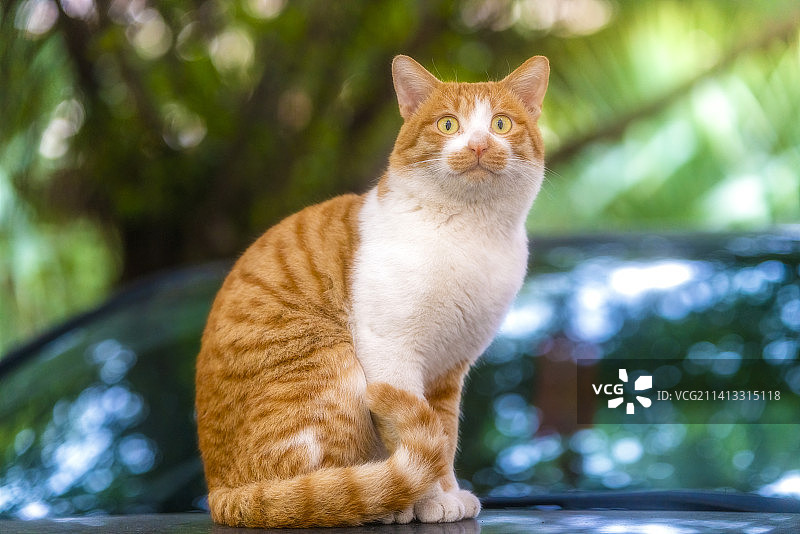 校园内一直橘猫特写图片素材