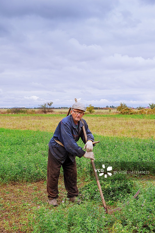 老人用镰刀割草图片素材