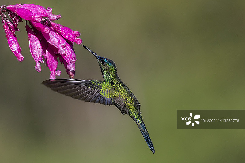 巴西粉色花朵旁飞舞的蜂鸟特写图片素材
