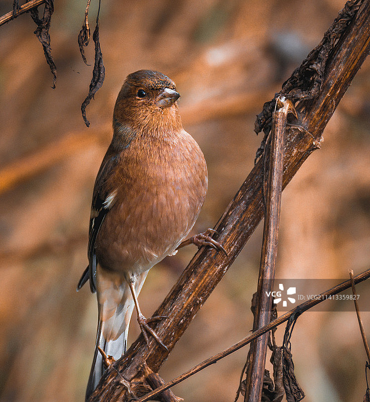 栖息在树枝上的歌雀特写，翁布里亚，意大利图片素材