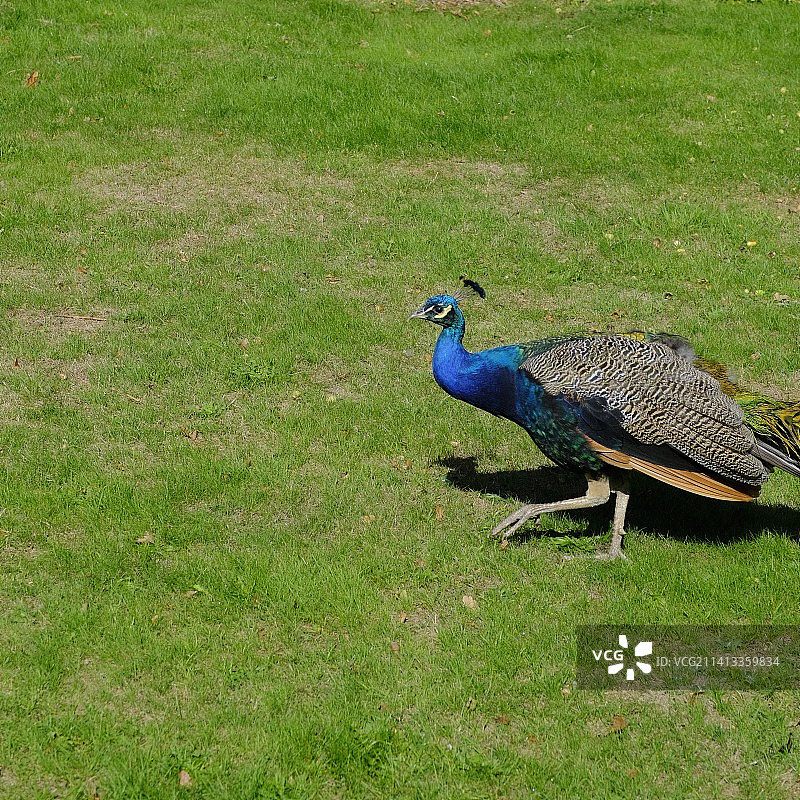 孔雀肖像，英国考文垂图片素材