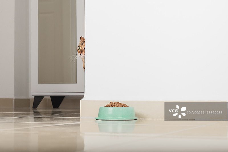 孟加拉猫在角落里偷看，看着一碗食物，房间背景，土耳其安塔利亚阿莱尼亚图片素材